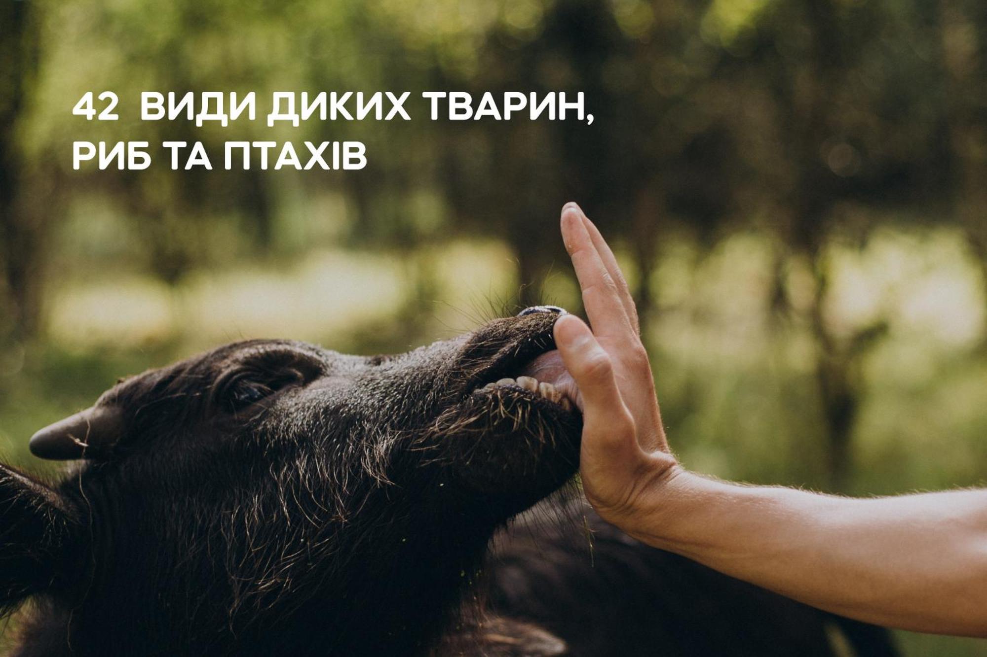 Dereville Sokolovka 外观 照片