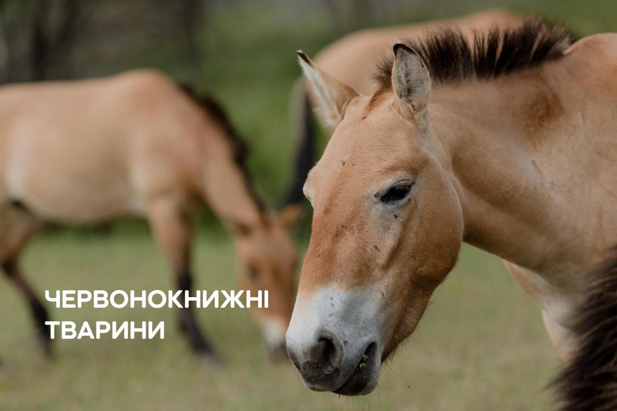 Dereville Sokolovka 外观 照片
